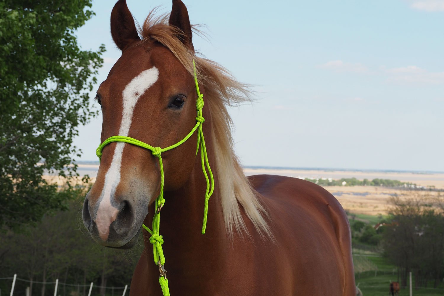 Horsemanship-Führzügeltrail